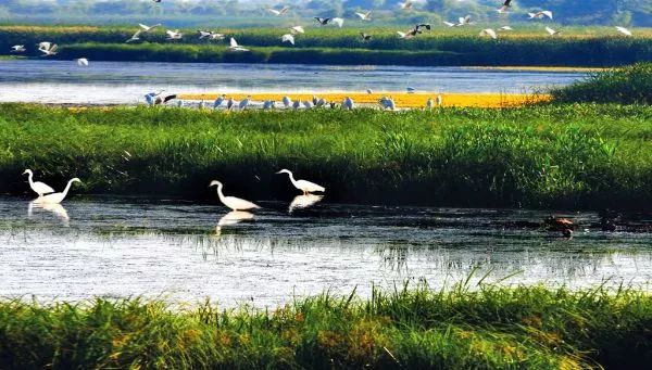珍宝岛湿地国家级自然保护区.jpeg